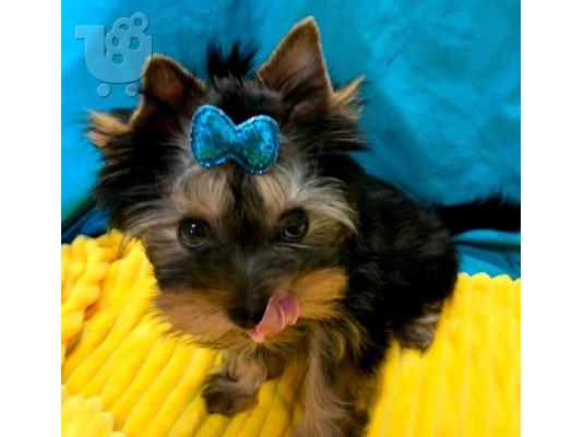 Πωλούνται κουτάβια Yorkshire Terrier
